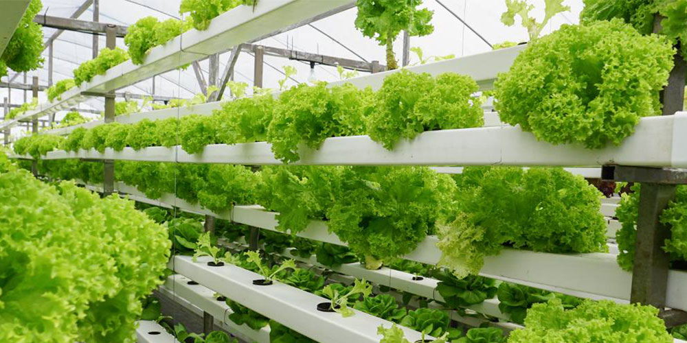 rows of indoor grown green produce
