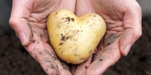 Love your spuds! How to keep the potato fresher for longer