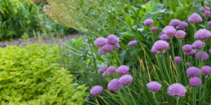 Ornamental edibles – five plants for beauty and practicality