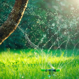 Saving water in the garden: Water’s worth saving