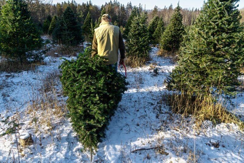 Why your Christmas tree is key to reducing your water footprint