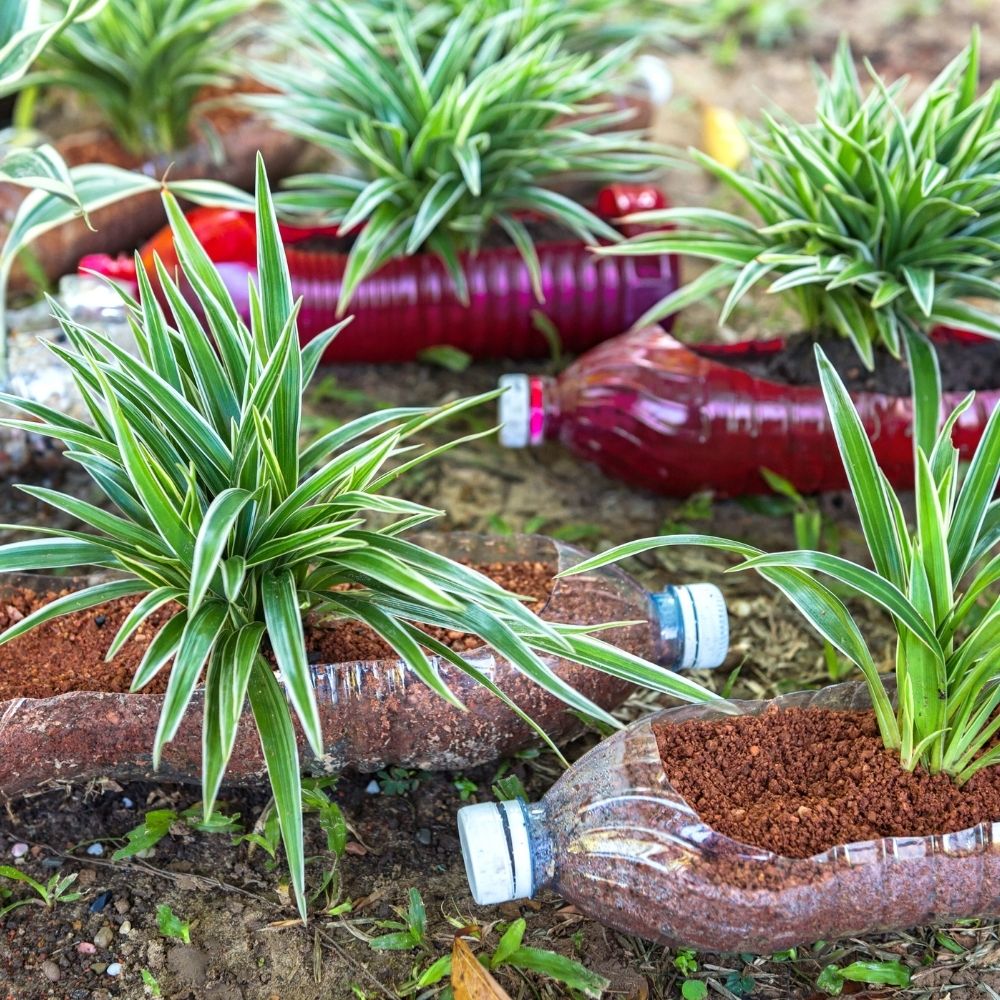 plastic bottles used as planters