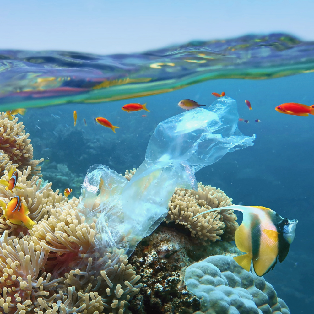 plastic bag floating in tropical waters surrounded by colourful fish